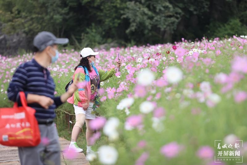乃古石林波斯菊花海太美，要晒晒美图抖抖草