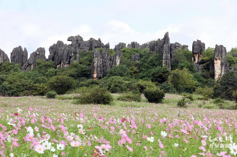 乃古石林波斯菊花海太美，要晒晒美图抖抖草