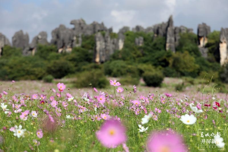 乃古石林波斯菊花海太美，要晒晒美图抖抖草