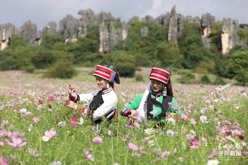 乃古石林波斯菊花海太美，要晒晒美图抖抖草