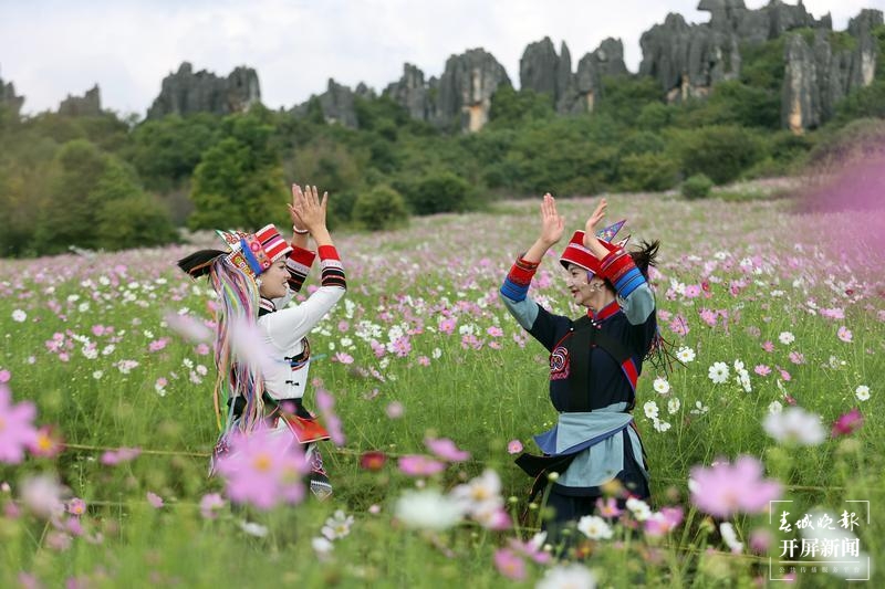 乃古石林波斯菊花海太美，要晒晒美图抖抖草