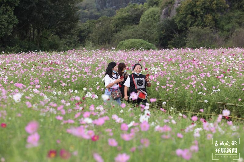 乃古石林波斯菊花海太美，要晒晒美图抖抖草