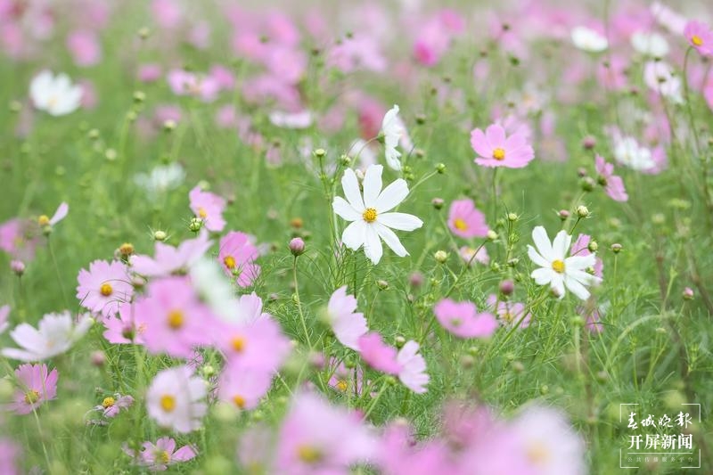 乃古石林波斯菊花海太美，要晒晒美图抖抖草