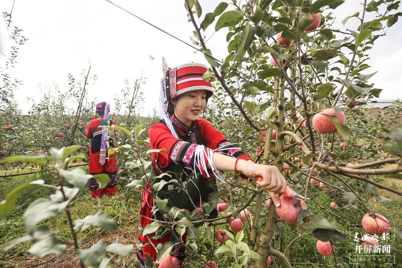 石林圭山变身花果山，7000亩苹果即将进入丰果期
