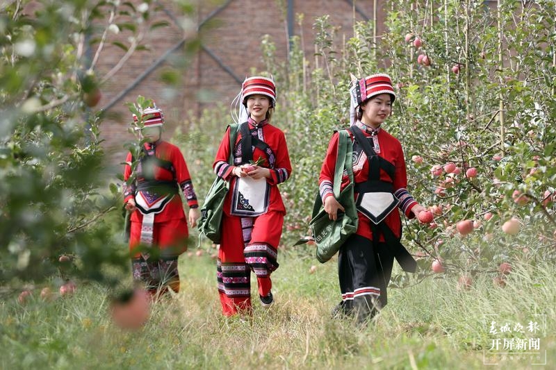 石林圭山变身花果山，7000亩苹果即将进入丰果期