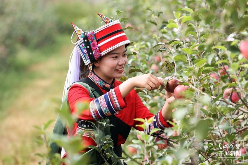 石林圭山变身花果山，7000亩苹果即将进入丰果期