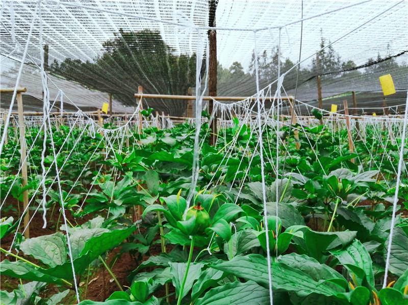 《云南日报》整版聚焦文山 见证筑梦边疆展新姿14.jpg