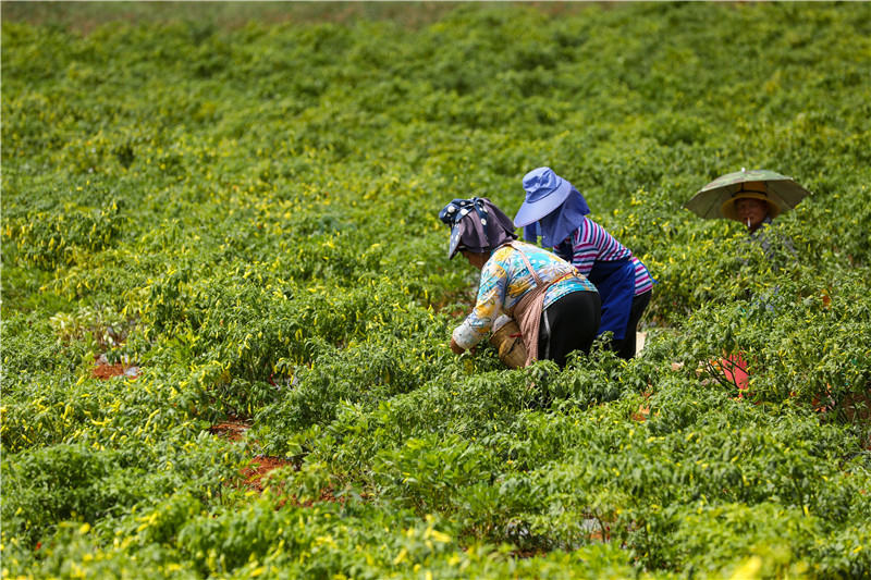 《云南日报》整版聚焦文山 见证筑梦边疆展新姿8.jpg