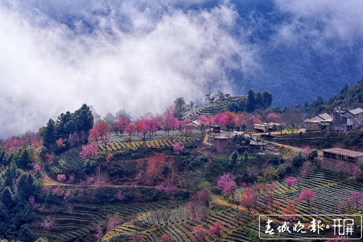 大理无量山樱花谷浪漫来袭 万株樱花齐绽放.jpg