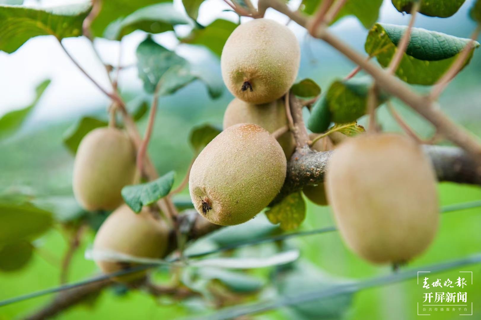 陇川“金果果”今年为何增产又增收？3.jpg