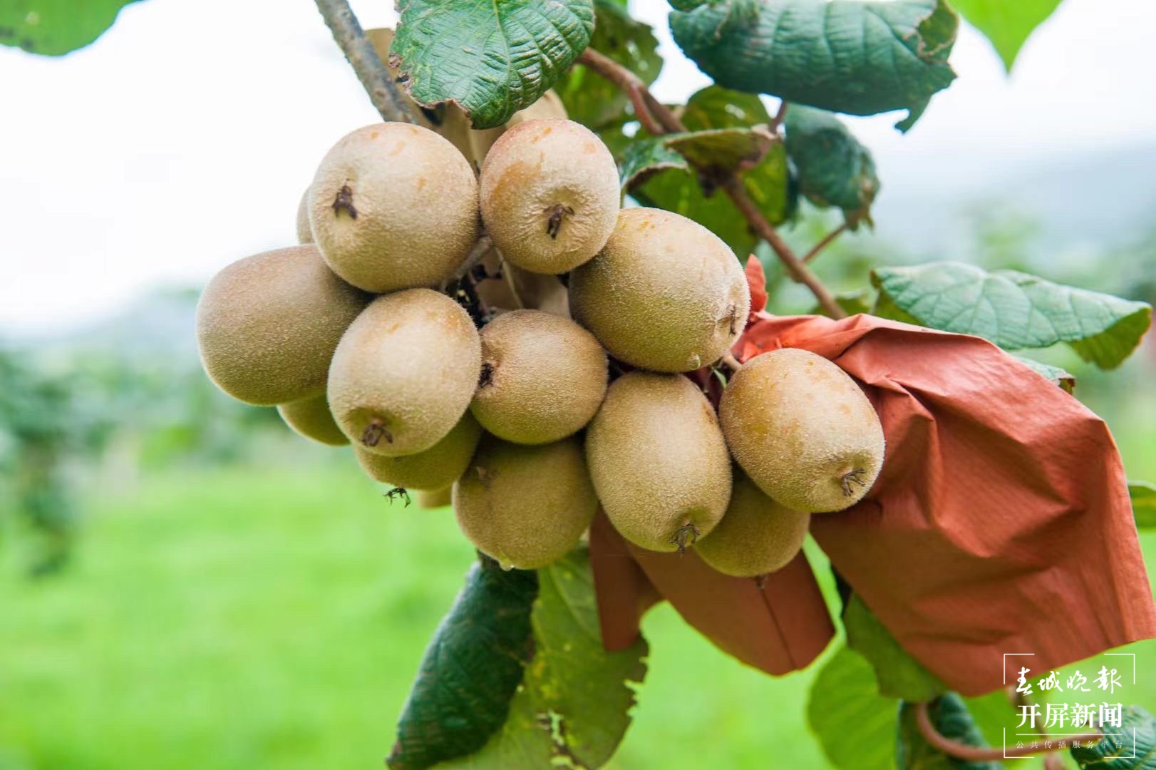 陇川“金果果”今年为何增产又增收？4.jpg