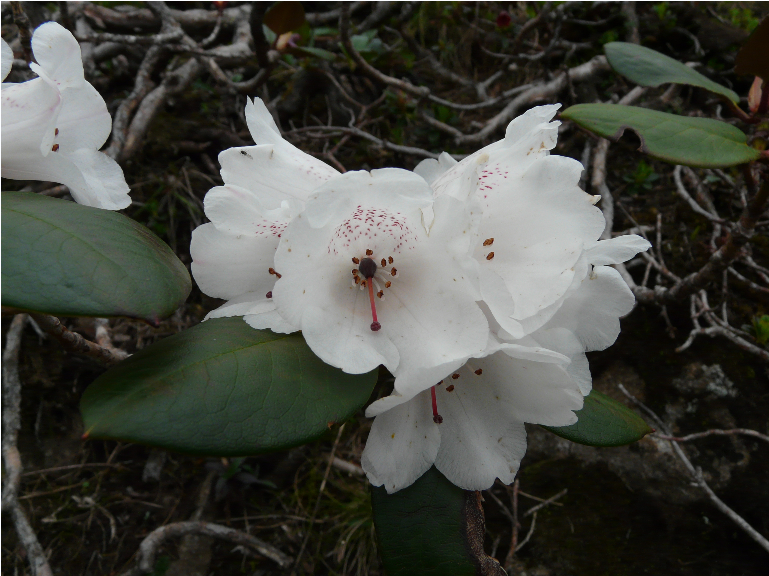 乌蒙宽叶杜鹃 云南轿子山国家级自然保护区管护局 供图