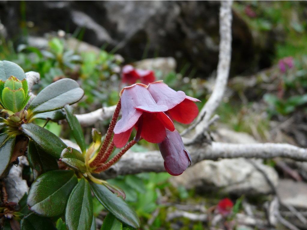 弯柱杜鹃 云南轿子山国家级自然保护区管护局 供图