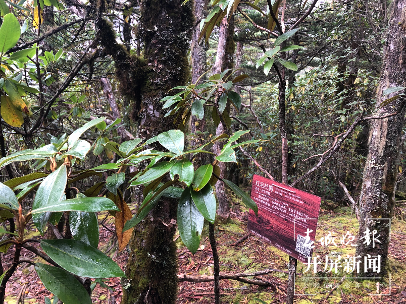 红毛杜鹃 云南轿子山国家级自然保护区管护局 供图