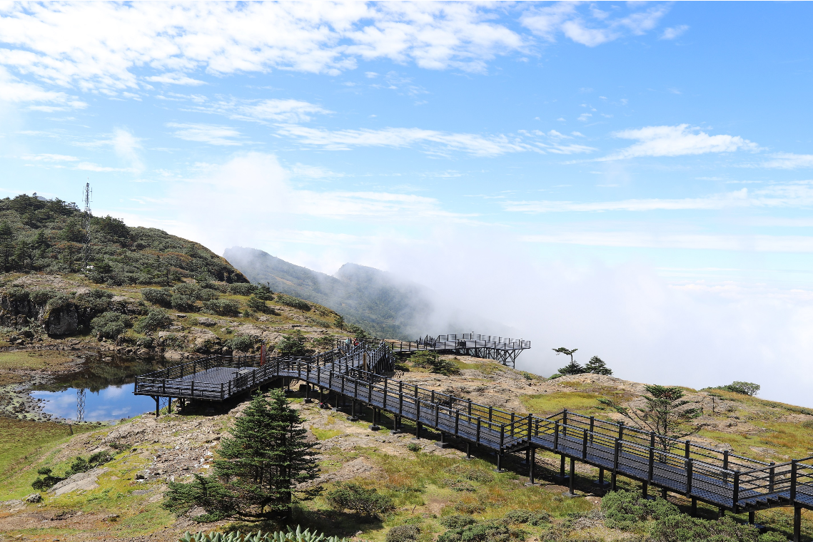 轿子山杜鹃 云南轿子山国家级自然保护区管护局 供图