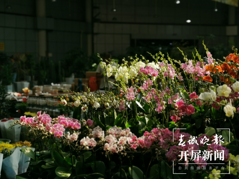 昆明斗南花市迎来鲜花采购高峰  春城晚报-开屏新闻记者 李赛 摄影报道