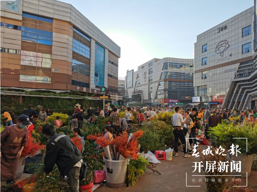 昆明斗南花市迎来鲜花采购高峰  春城晚报-开屏新闻记者 李赛 摄影报道