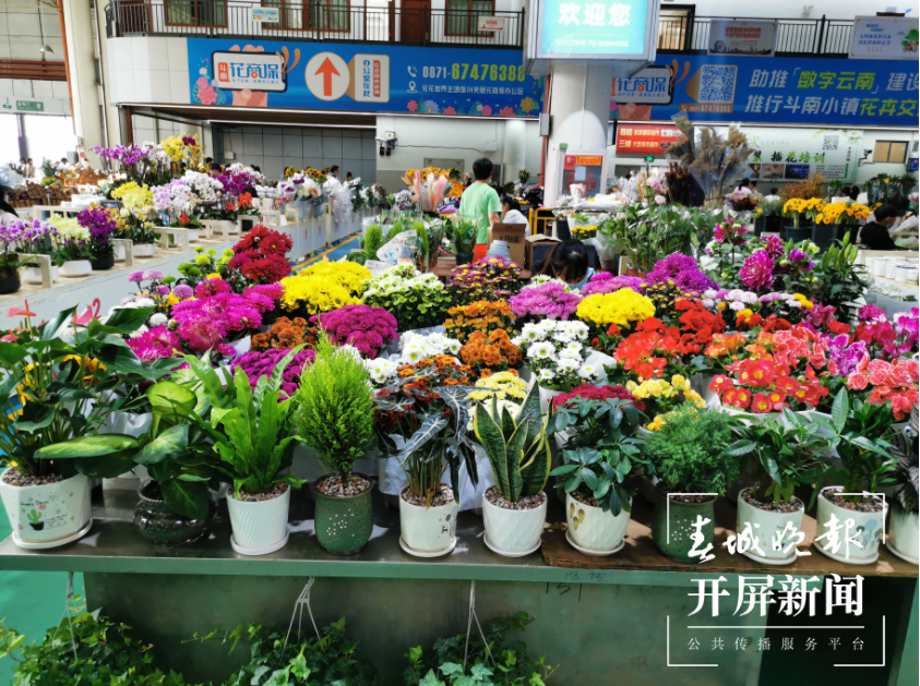 昆明斗南花市迎来鲜花采购高峰  春城晚报-开屏新闻记者 李赛 摄影报道