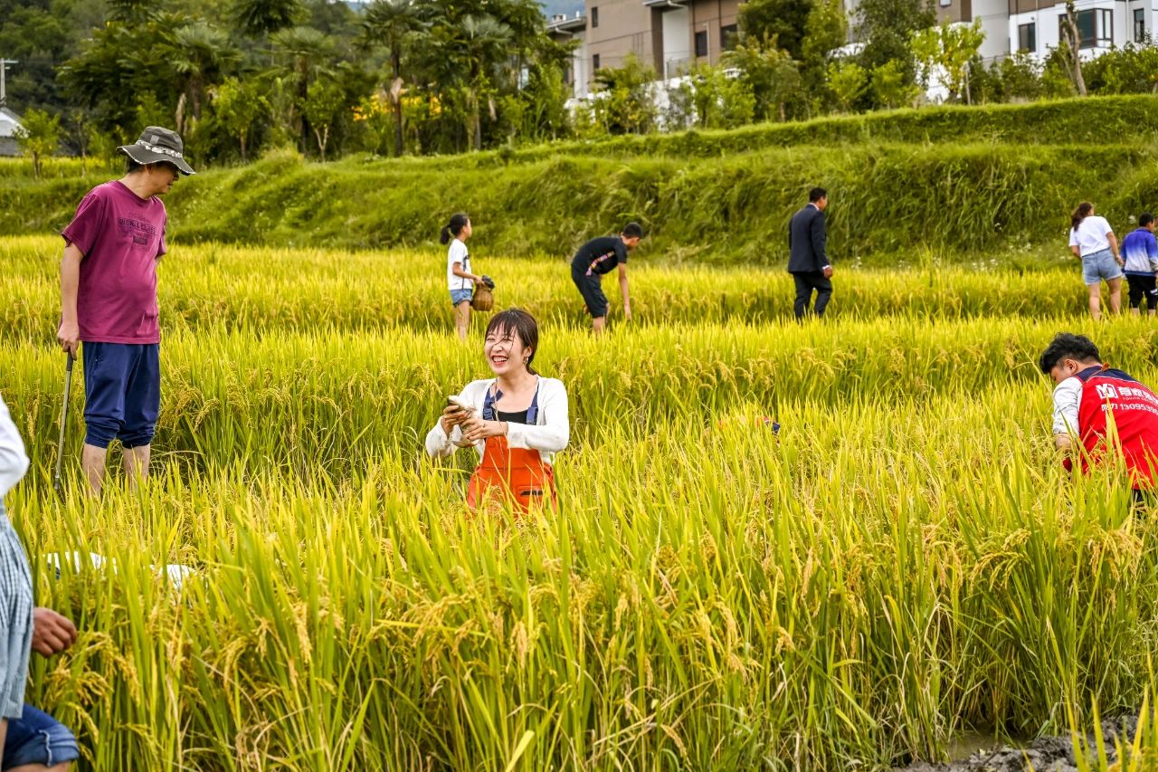 第五届腾冲稻花鱼节等你来欢乐（供图）
