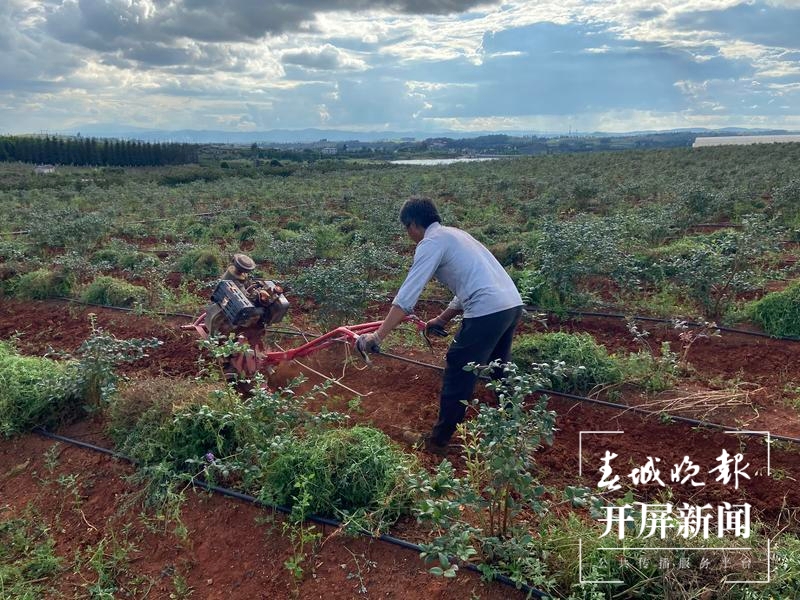 万家欢蓝莓庄园10.jpg