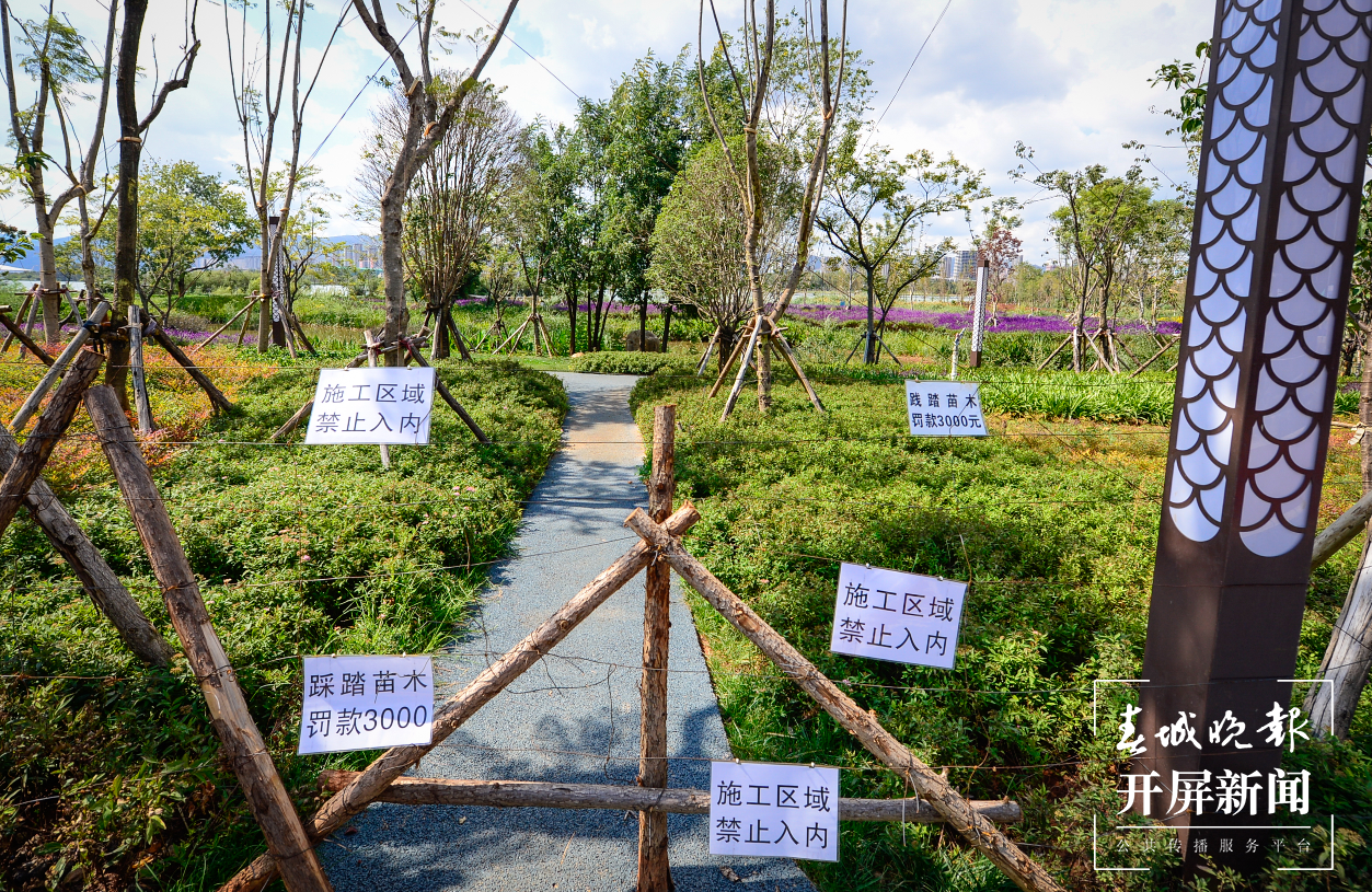 昆明滇池草海隧道公园和环草海生态廊道 春城晚报-开屏新闻记者 龙宇丹 摄