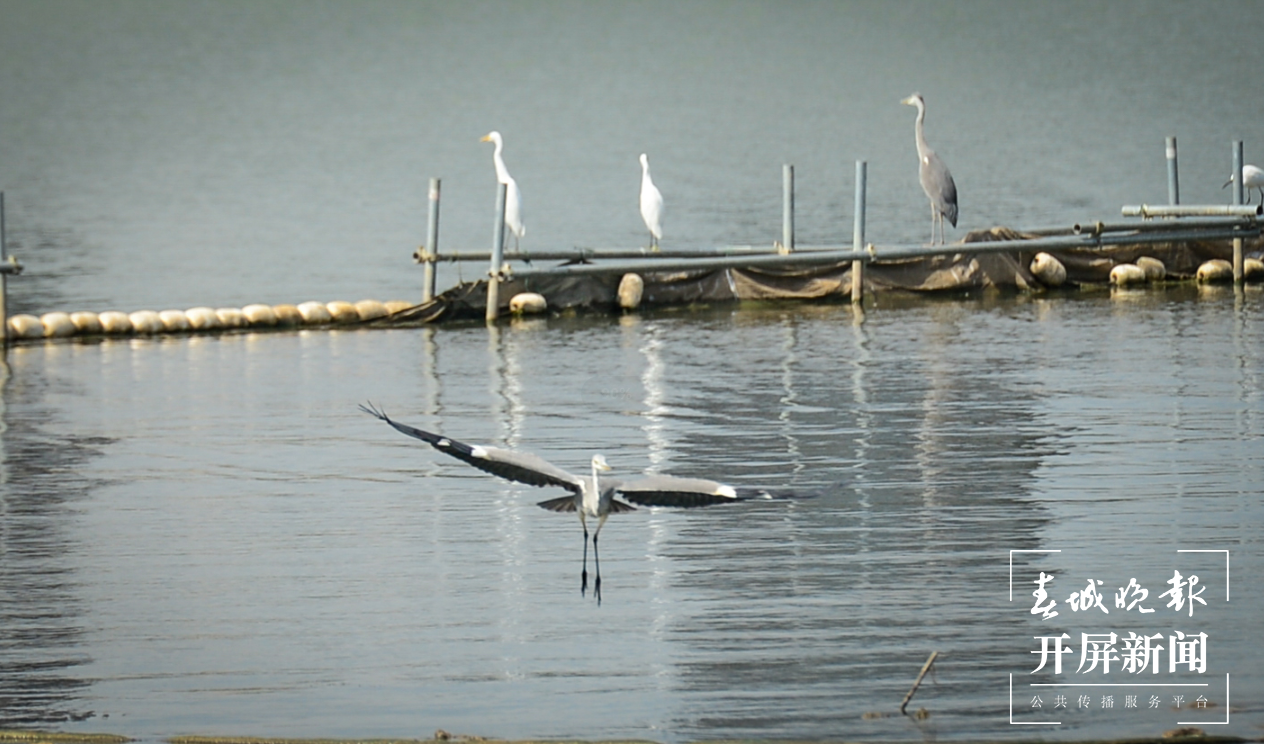 昆明滇池草海隧道公园和环草海生态廊道 春城晚报-开屏新闻记者 龙宇丹 摄