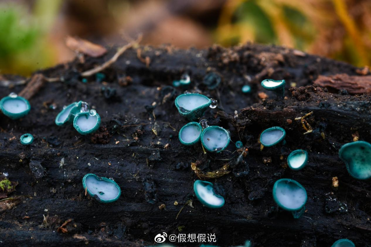 绿杯菌(图据网友)