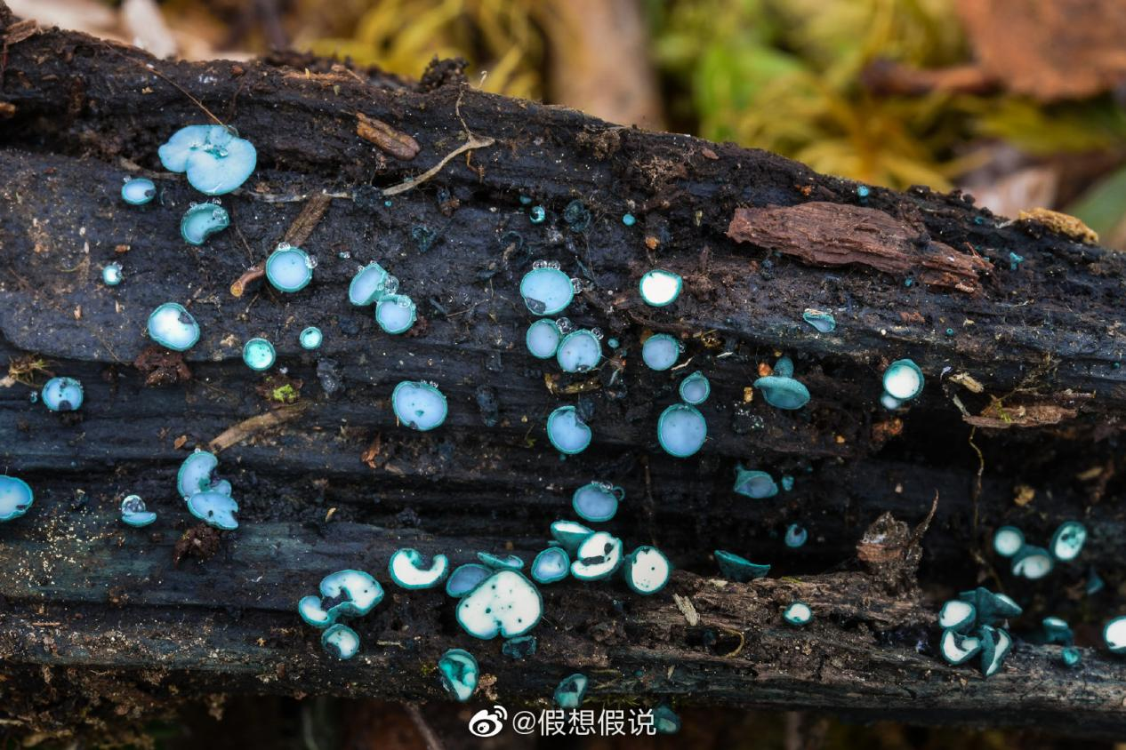 绿杯菌(图据网友)