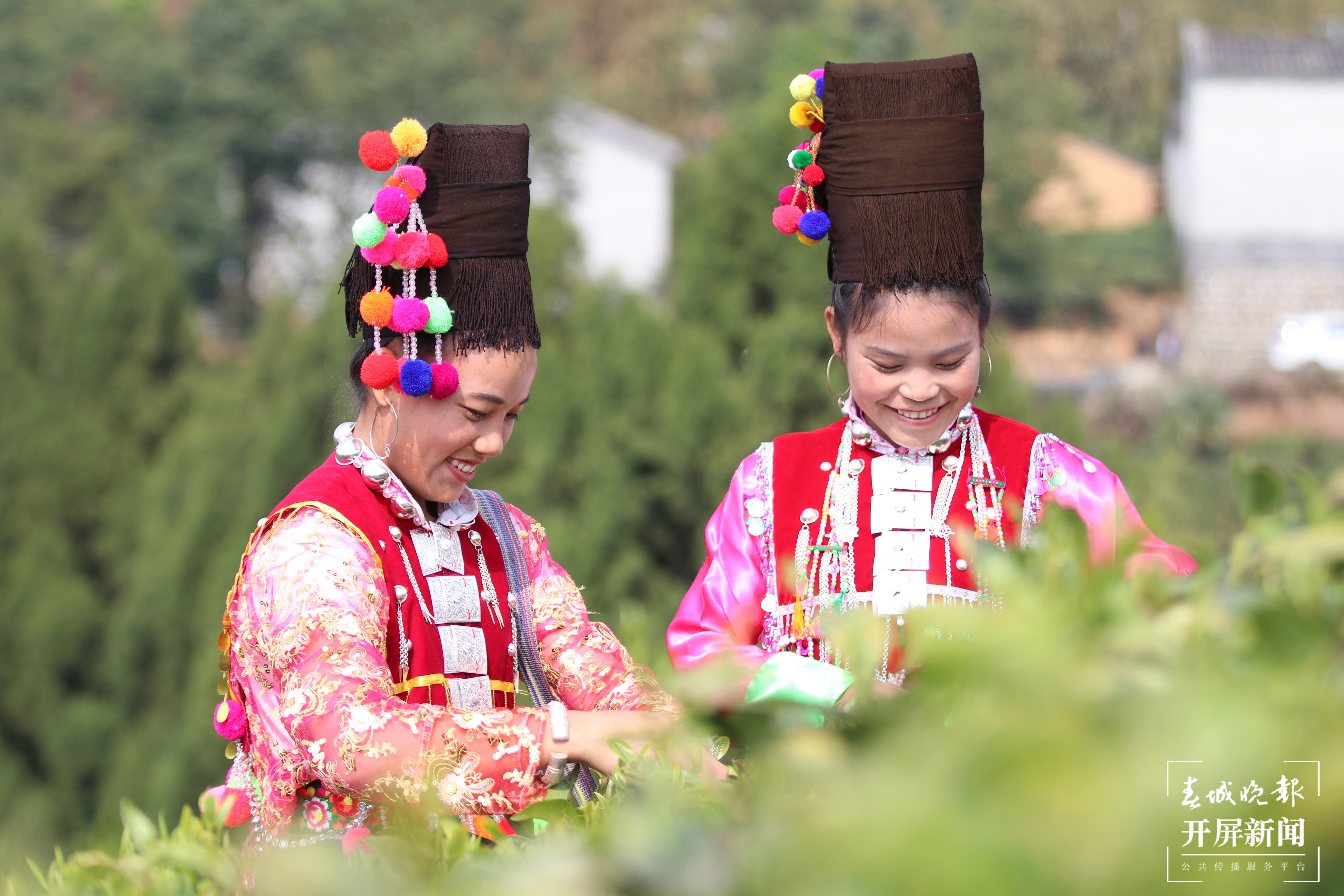 回龙茶采摘  (1).jpg