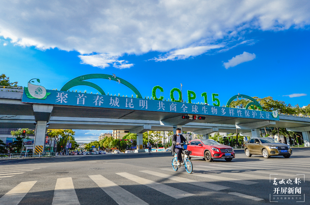 采莲桥下 春城晚报-开屏新闻记者 龙宇丹 摄影报道