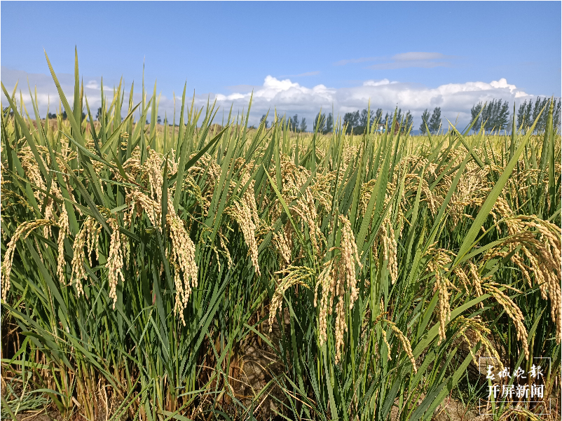 割稻打谷摸鱼，昆明晋宁有一个特殊的玩场 春城晚报-开屏新闻记者 杨质高 通讯员 刘佳 朱刘学 杨艳 摄影报道