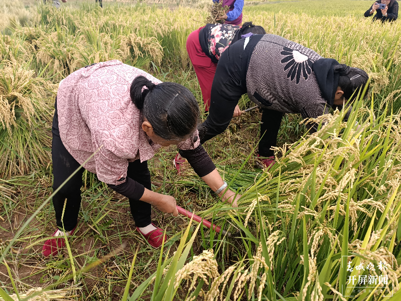 割稻打谷摸鱼，昆明晋宁有一个特殊的玩场 春城晚报-开屏新闻记者 杨质高 通讯员 刘佳 朱刘学 杨艳 摄影报道