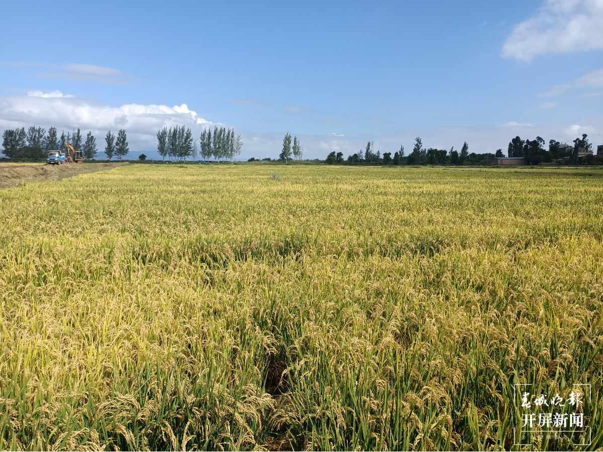 割稻打谷摸鱼，昆明晋宁有一个特殊的玩场 春城晚报-开屏新闻记者 杨质高 通讯员 刘佳 朱刘学 杨艳 摄影报道