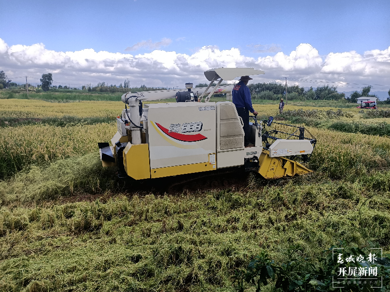 割稻打谷摸鱼，昆明晋宁有一个特殊的玩场 春城晚报-开屏新闻记者 杨质高 通讯员 刘佳 朱刘学 杨艳 摄影报道