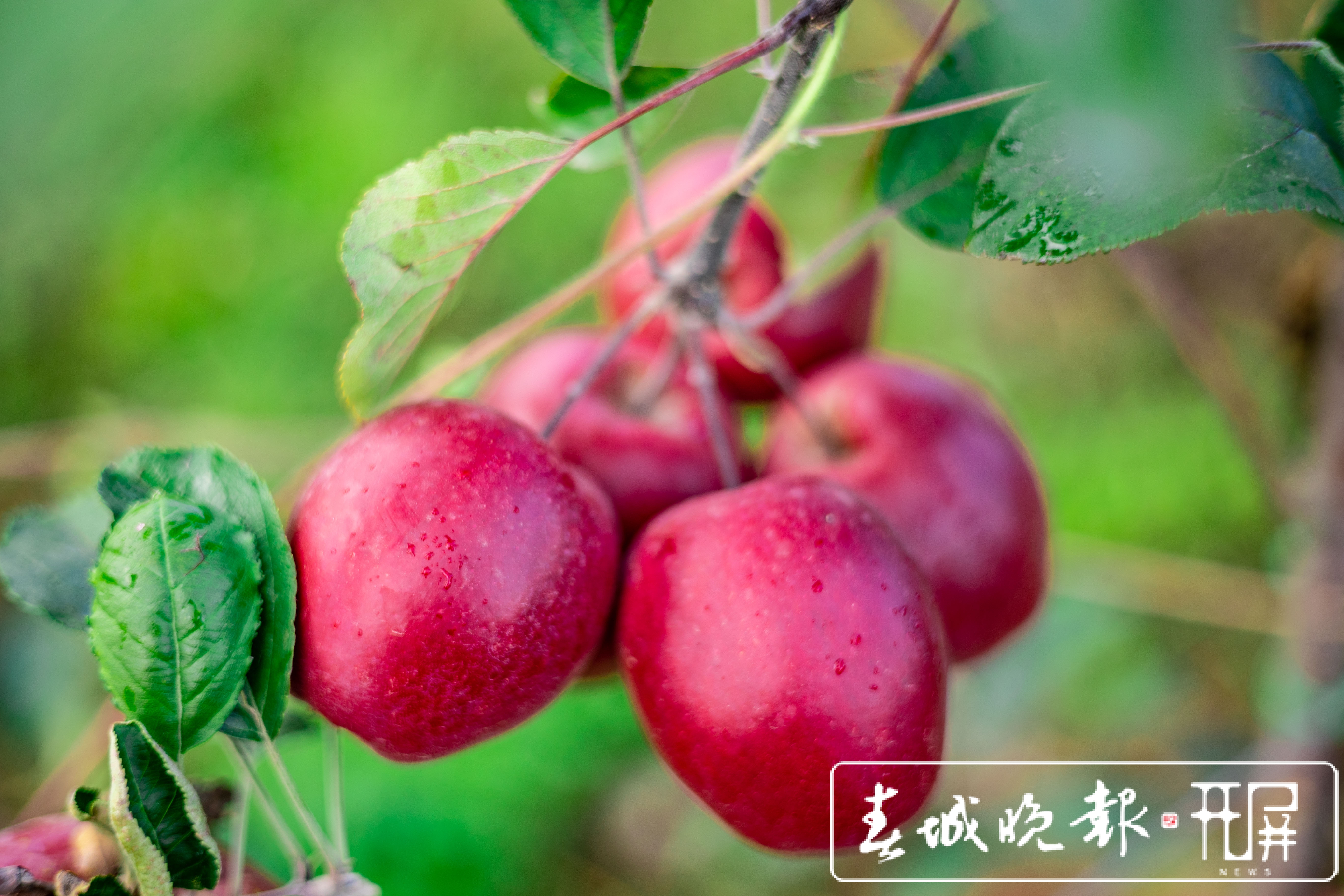 西山区现代苹果示范园苹果采摘节等你来！（徐俊/摄）