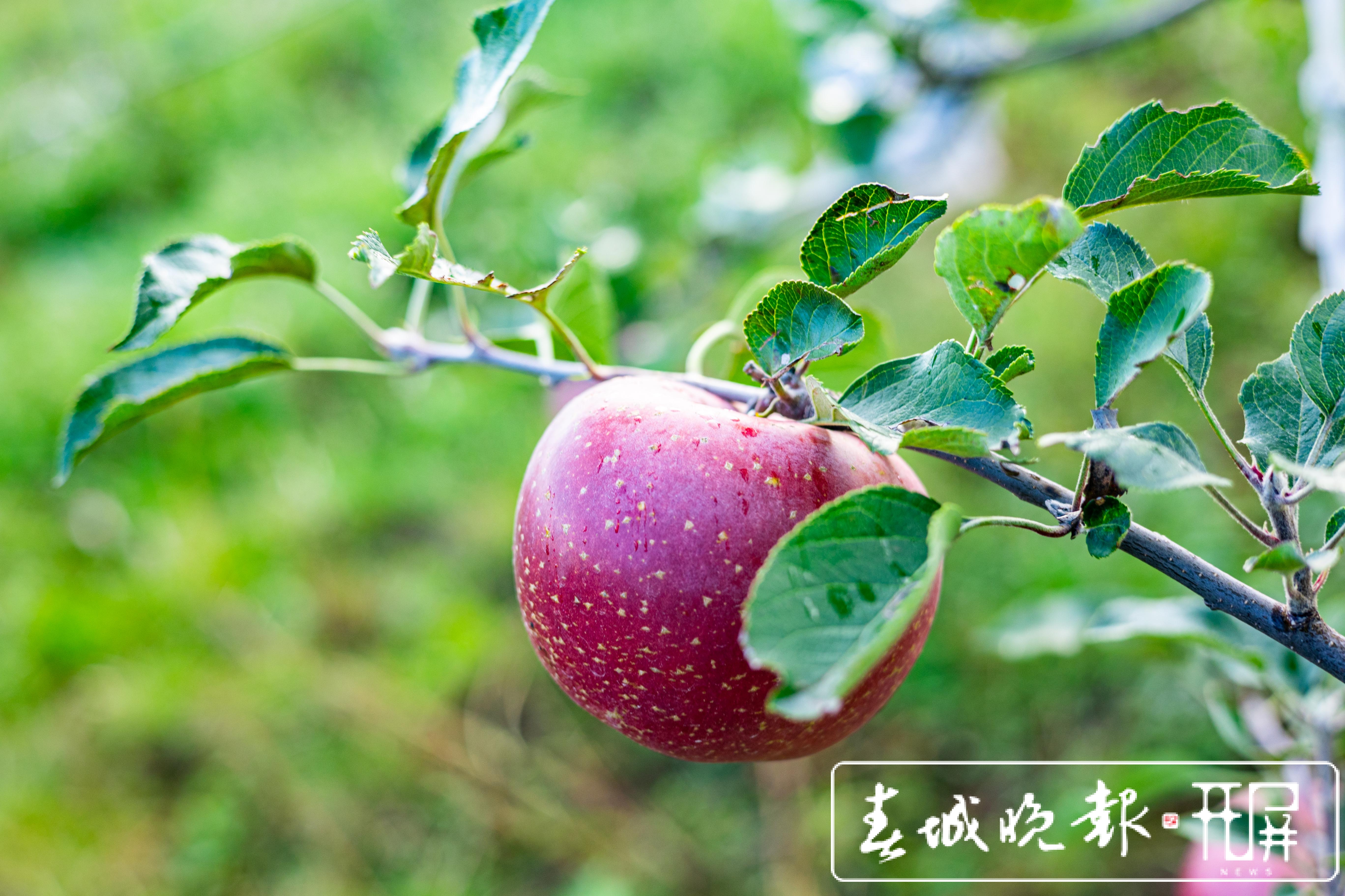 西山区现代苹果示范园苹果采摘节等你来！（徐俊/摄）