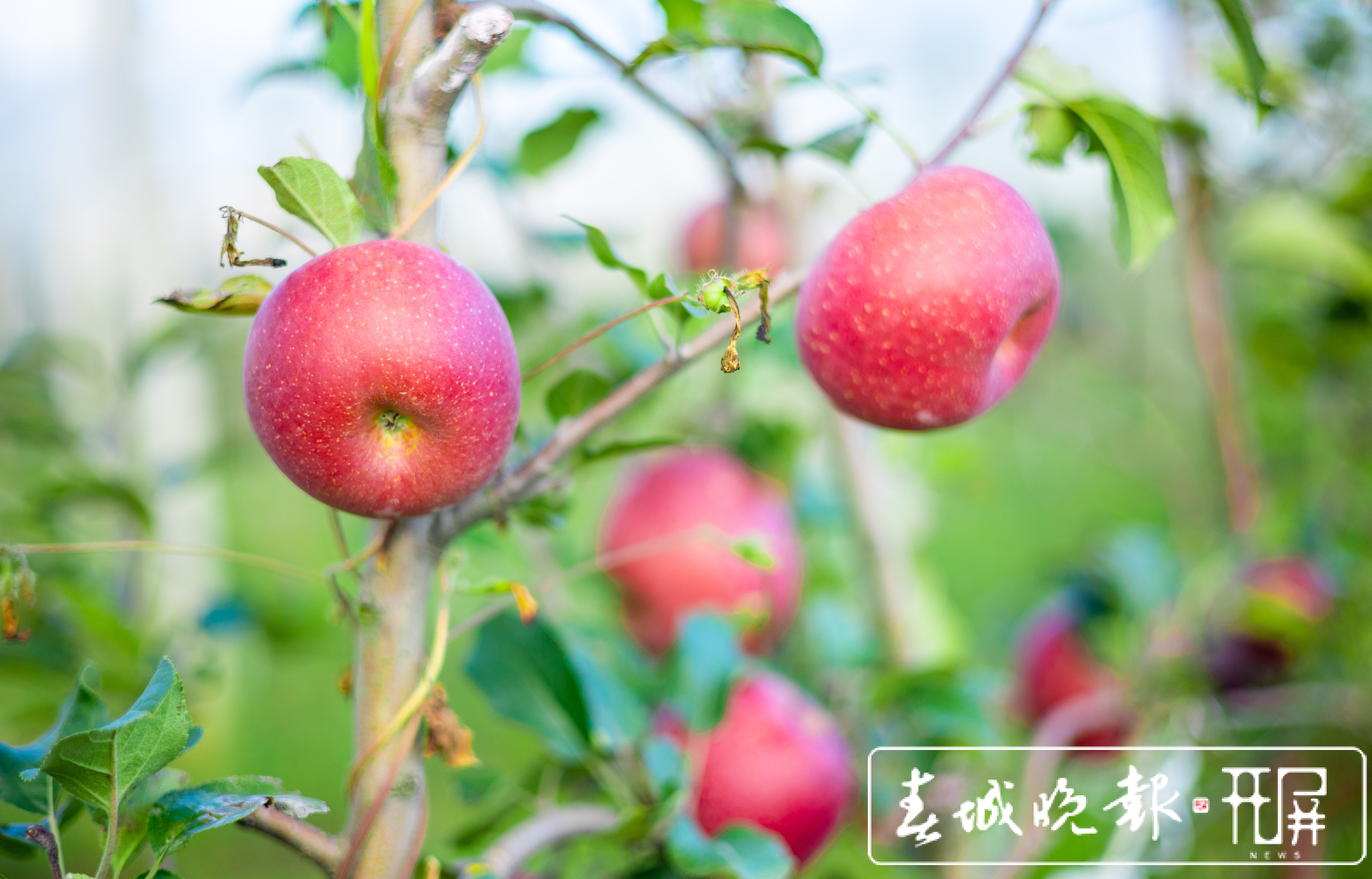 西山区现代苹果示范园苹果采摘节等你来！（徐俊/摄）