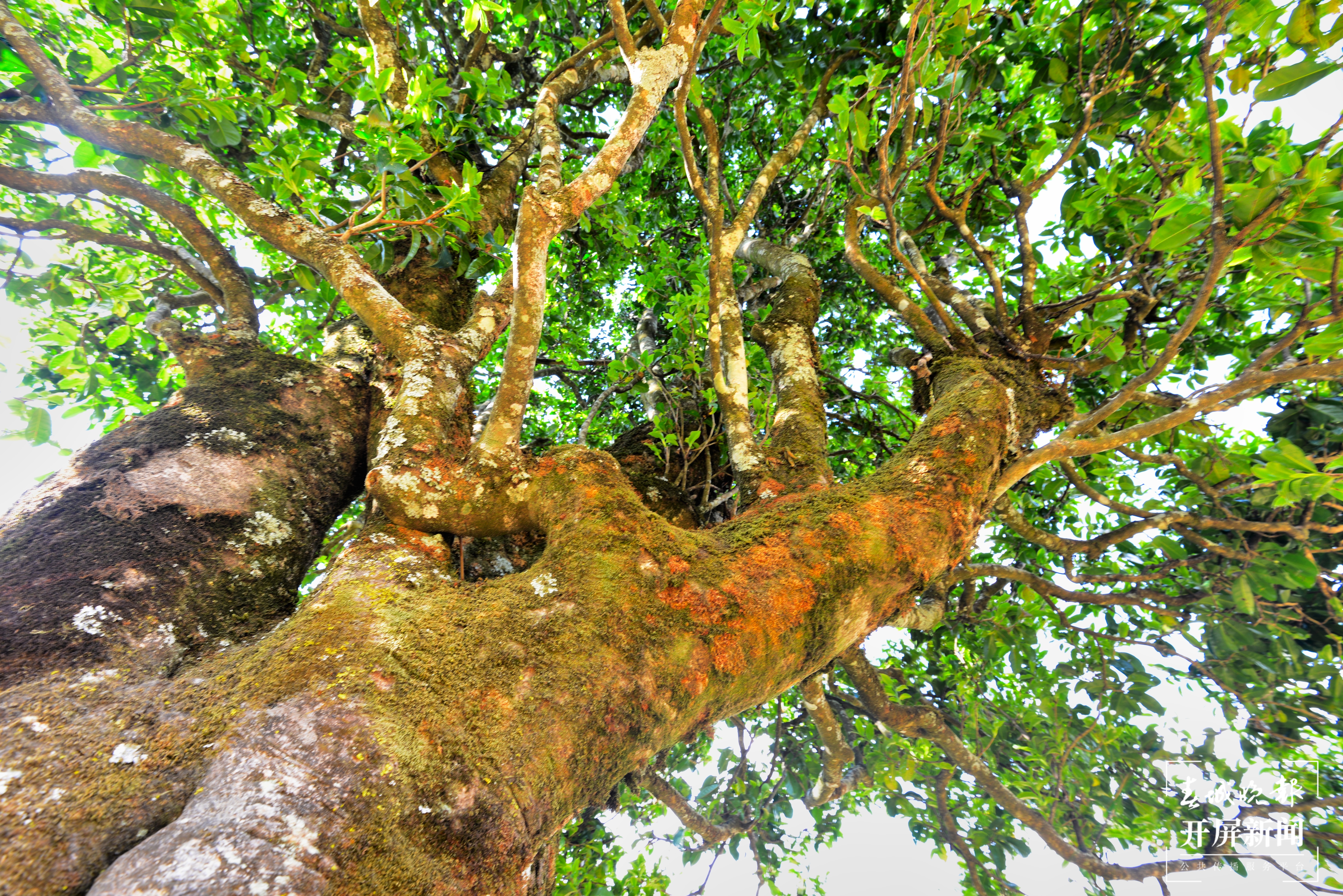 泡温泉、品美食、喝古树茶！这个“十一”，欢迎来昌宁置养身心！（春城晚报-开屏新闻记者 崔敏 通讯员 熊润梅 吴再忠 摄）