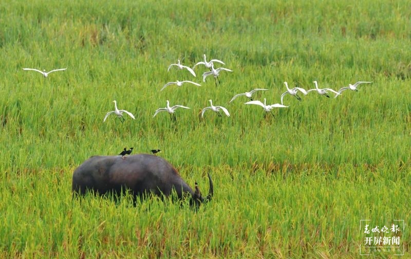 盈江打造美丽乡村，为大滇西旅游环线添上一颗“明珠” 