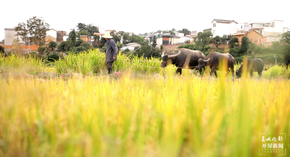 国庆开启另类旅行体验!曲靖马龙有一个天然的大型农耕博物馆 春城晚报-开屏新闻记者 蒋琼波 通讯员 周子义 摄影报道