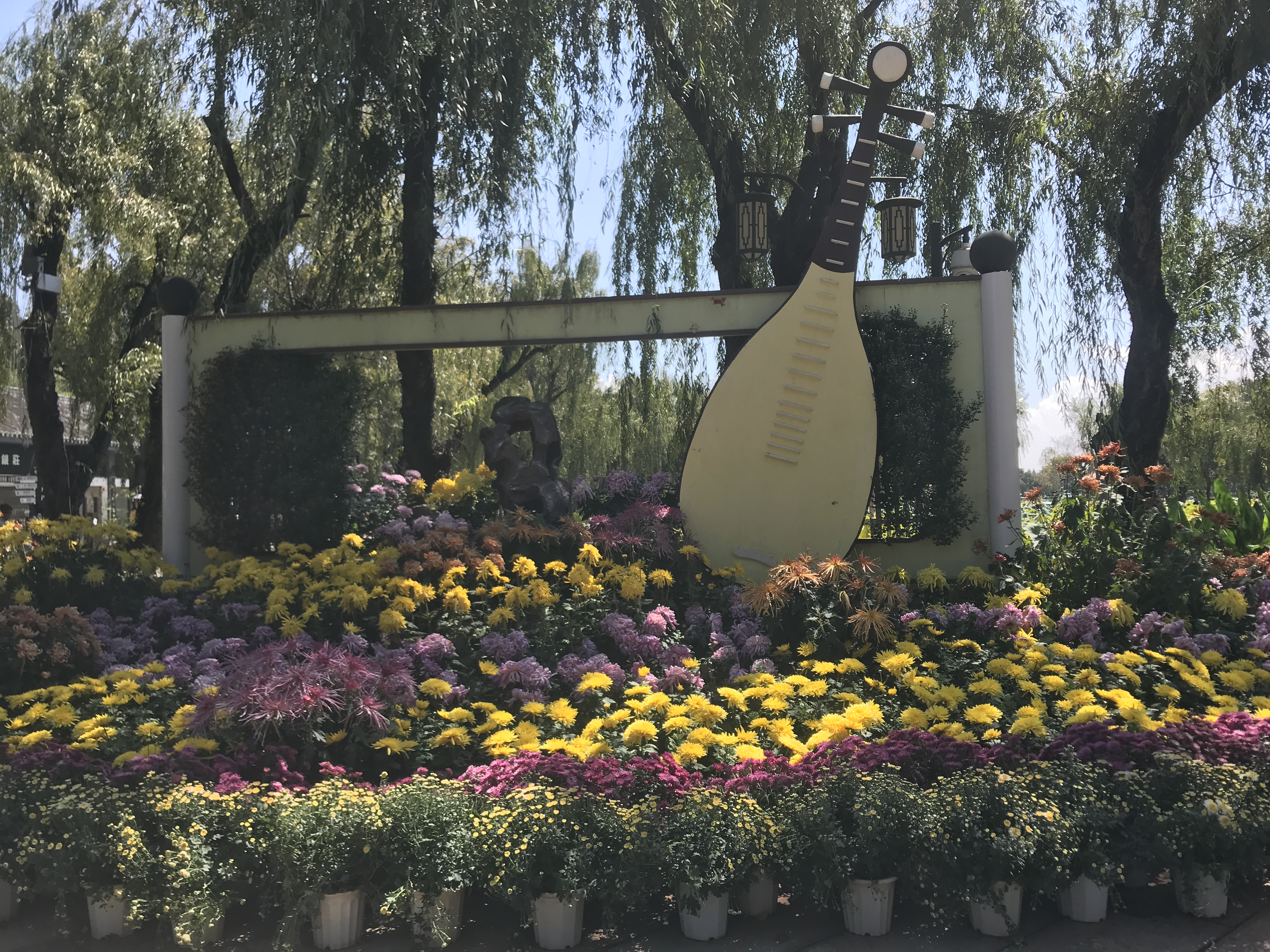 大观公园菊花“”（春城晚报=开屏新闻记者 左学佳）