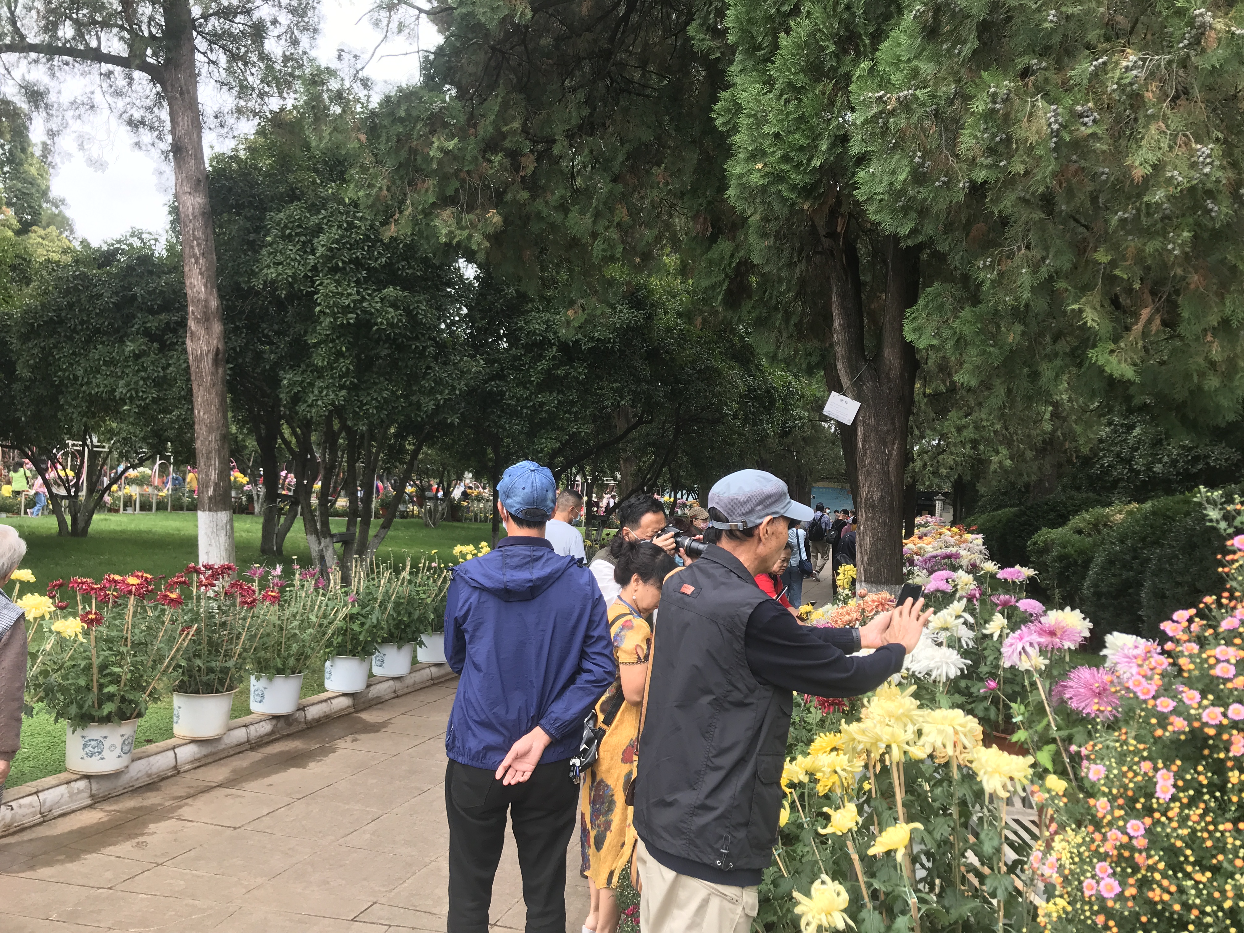 大观公园菊花“”（春城晚报=开屏新闻记者 左学佳）