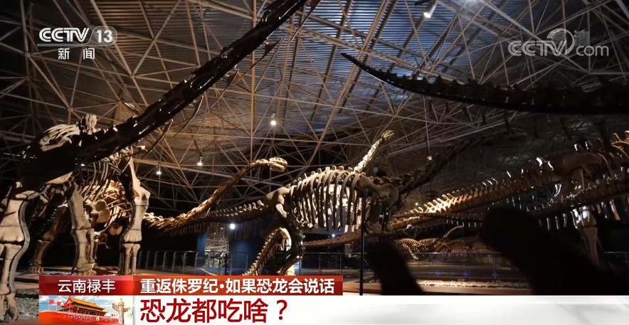 探访那些生活在2亿年前的史前动物 央视网3.jpg