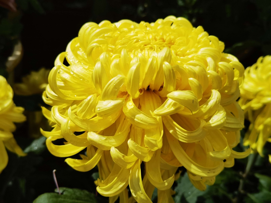 国庆假期前3天，5.6万人昆明大观公园赏菊花 (8).jpg