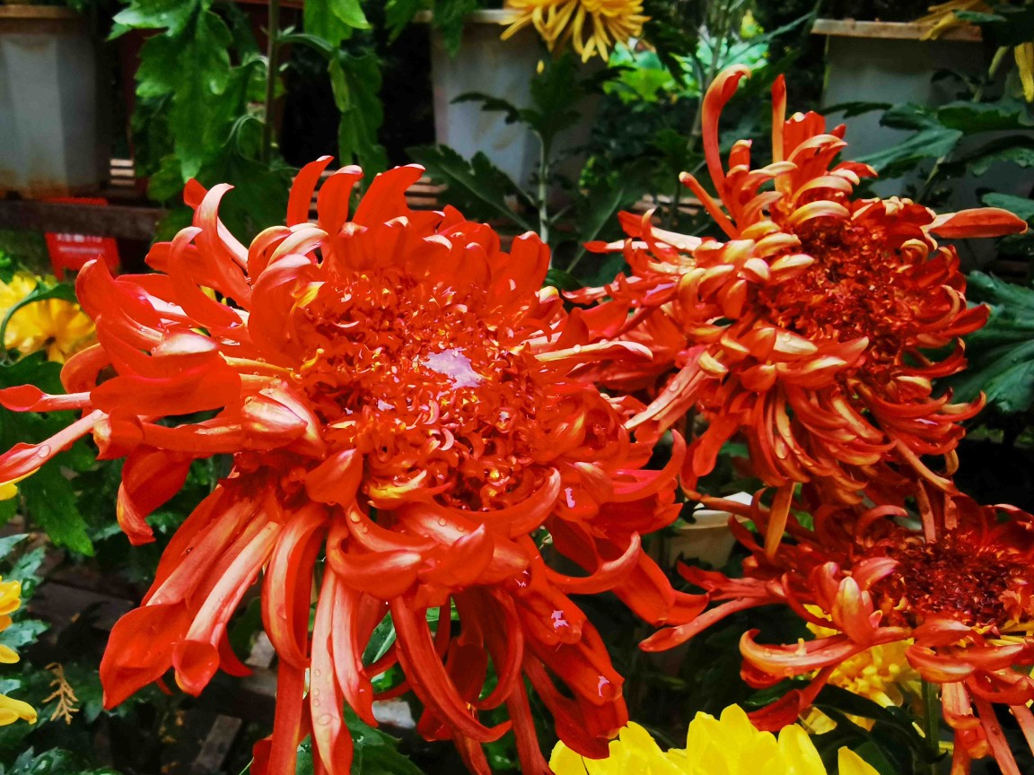 国庆假期前3天，5.6万人昆明大观公园赏菊花 (6).jpg