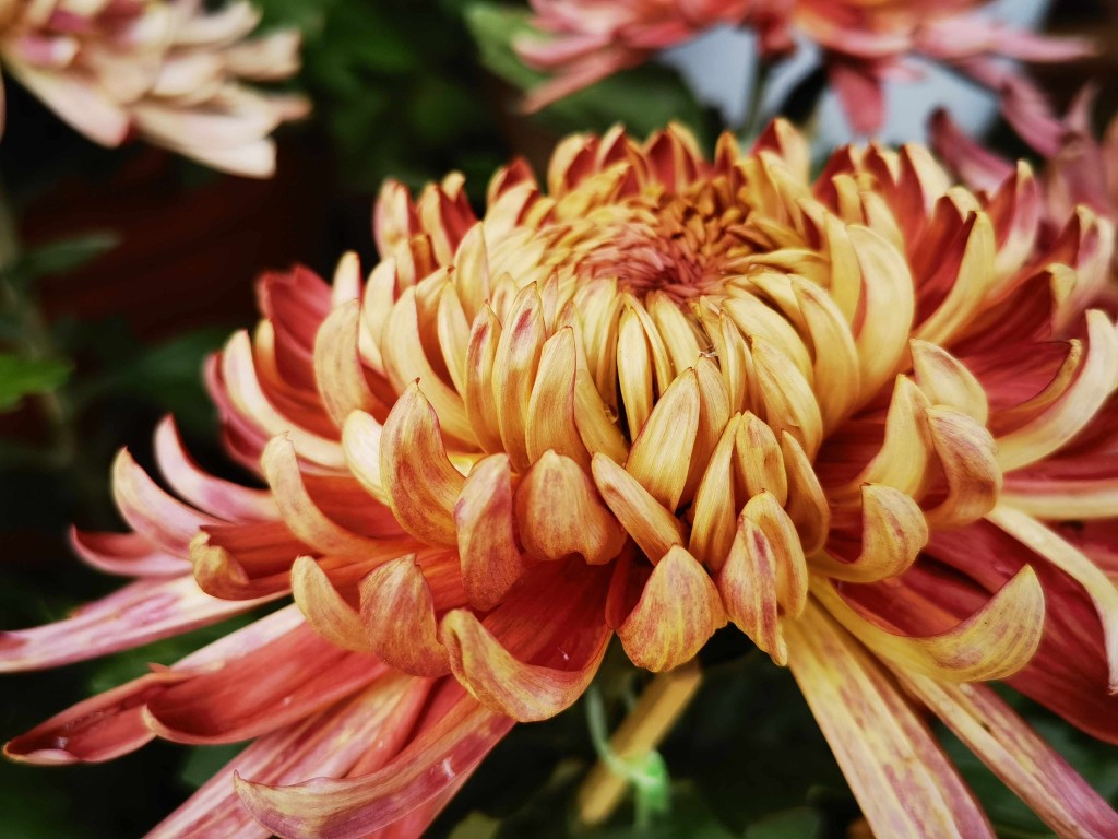 国庆假期前3天，5.6万人昆明大观公园赏菊花 (4).jpg