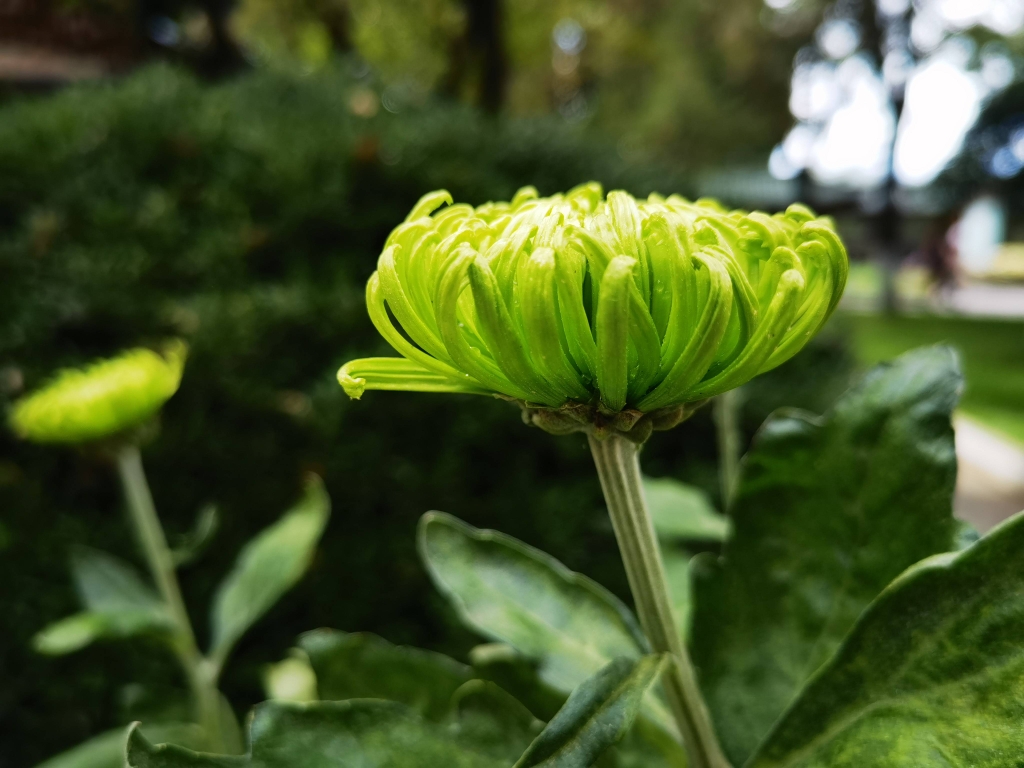 国庆假期前3天，5.6万人昆明大观公园赏菊花 (2).jpg
