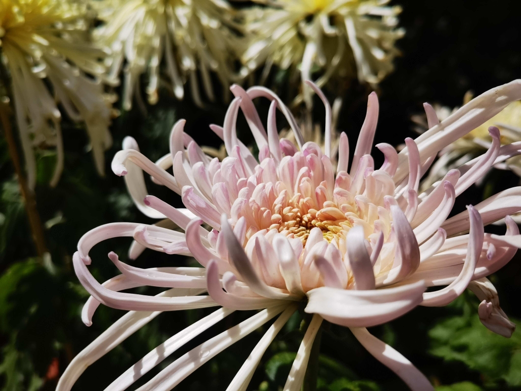 国庆假期前3天，5.6万人昆明大观公园赏菊花 (1).jpg