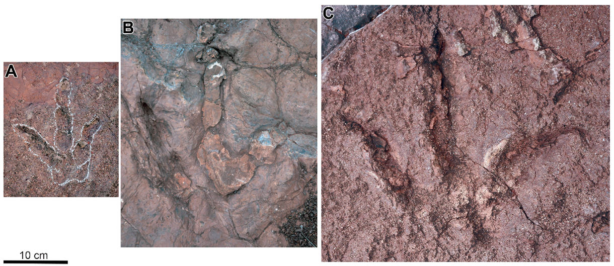  云南新发现120个兽脚类恐龙足迹（李洪清 供图）