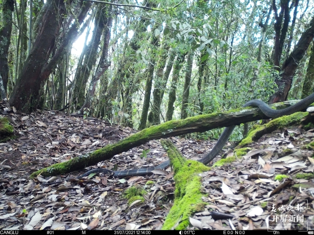 保山昌宁意外拍到眼镜王蛇野外珍贵影像.jpg